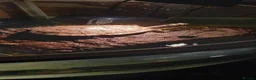 Turtle reptiles for sale: Turtles to a good home - Advert 4