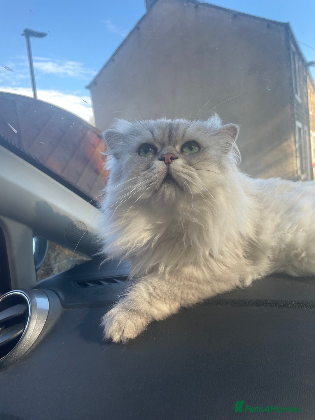 Persian cats for sale: 4 year old Persian boy.  - Image 2