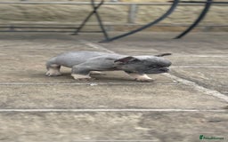 French Bulldog dogs for sale: Miniature French bulldogs carry fluffy  - Image 13