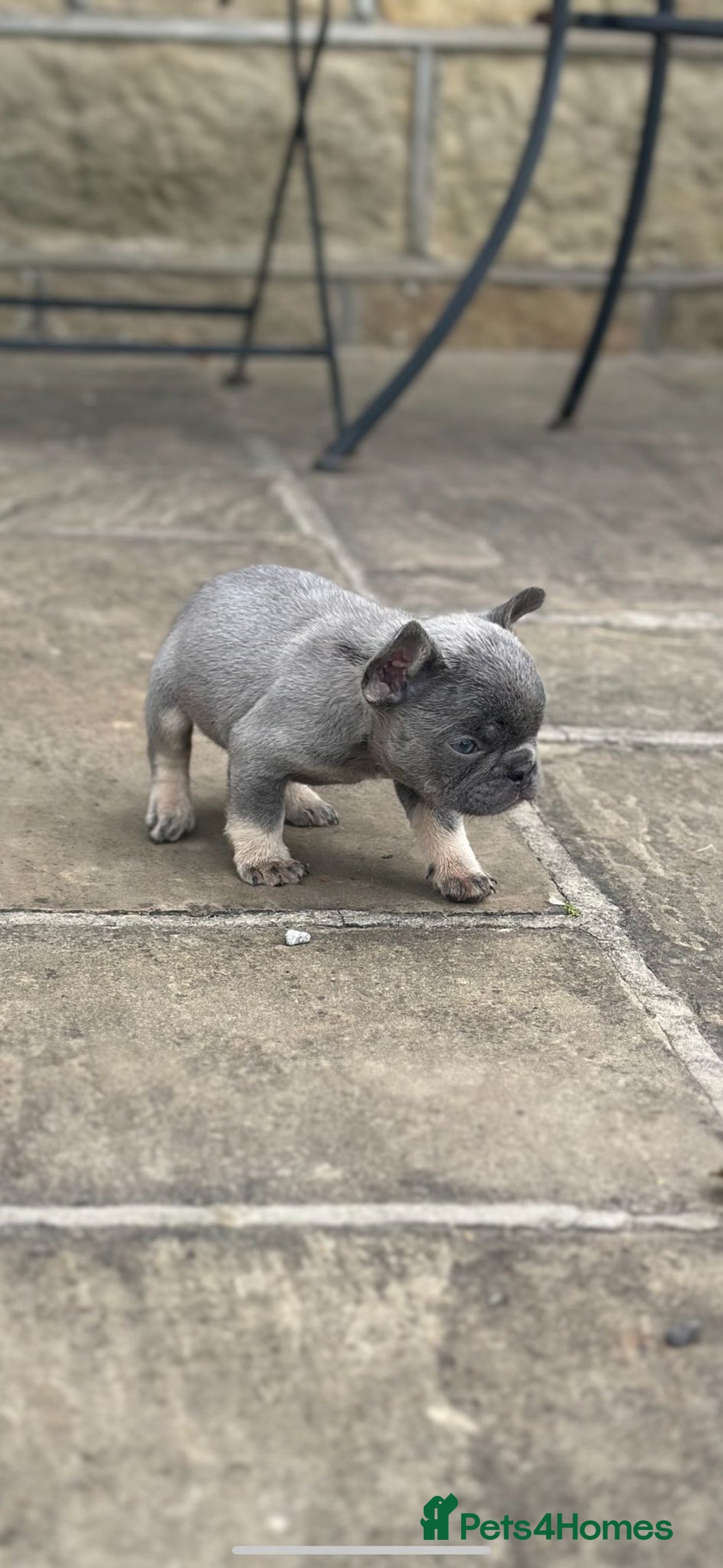 French Bulldog dogs for sale: Miniature French bulldogs carry fluffy  - Image 13