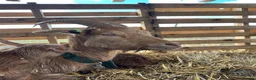 Goats livestock for sale: Royal Golden Guernsey starter herd - Advert 6