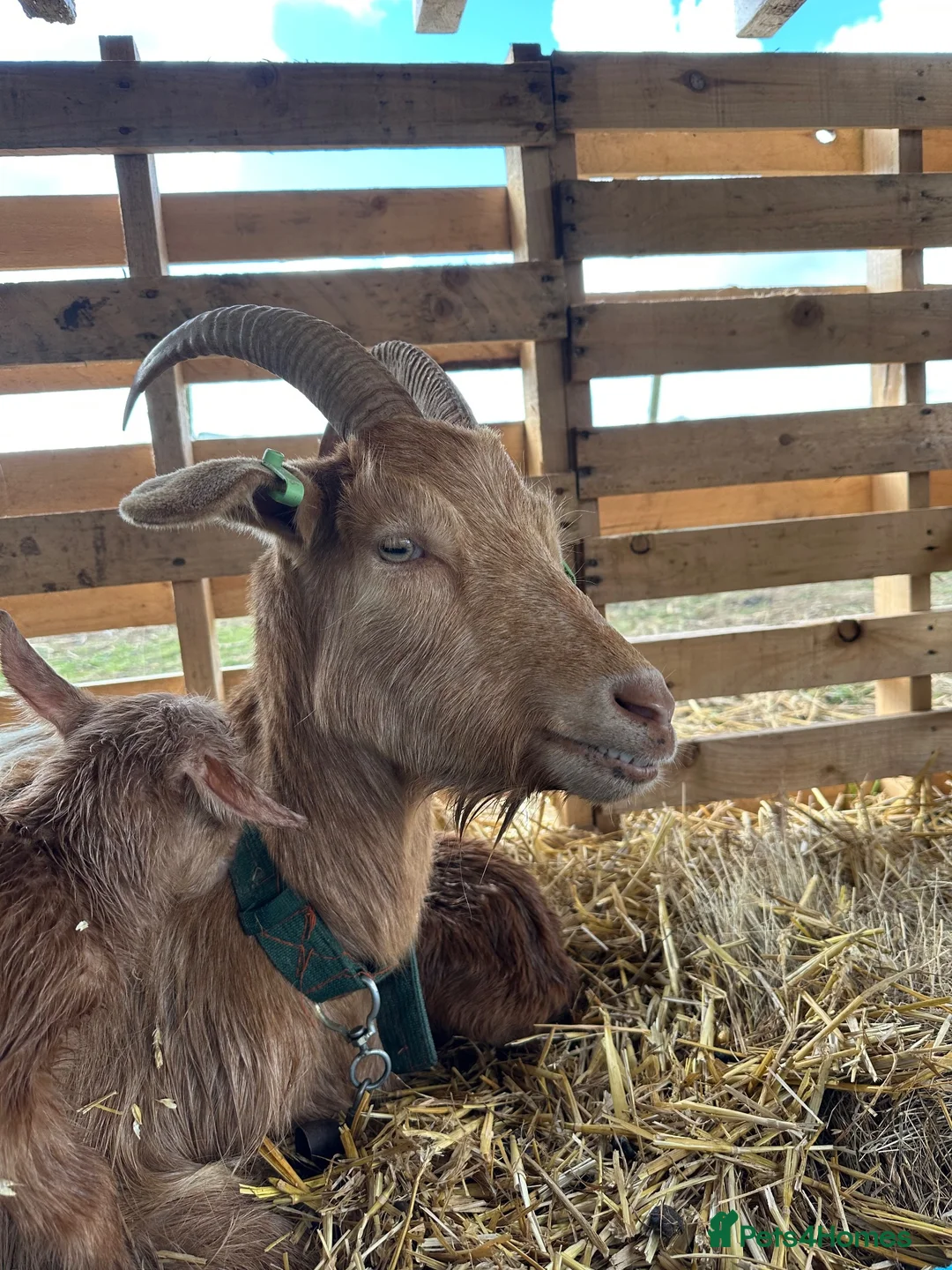 Goats livestock for sale: Royal Golden Guernsey starter herd - Advert 6