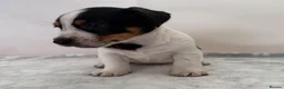Jack Russell dogs for sale: Bred From Health Tested Parents - Advert 9