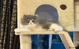 Persian cats for sale: Ready Now 2 Boys/1 Girl Persian Fluff Monsters - Image 25