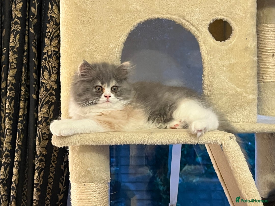 Persian cats for sale: Ready Now 2 Boys/1 Girl Persian Fluff Monsters - Image 25