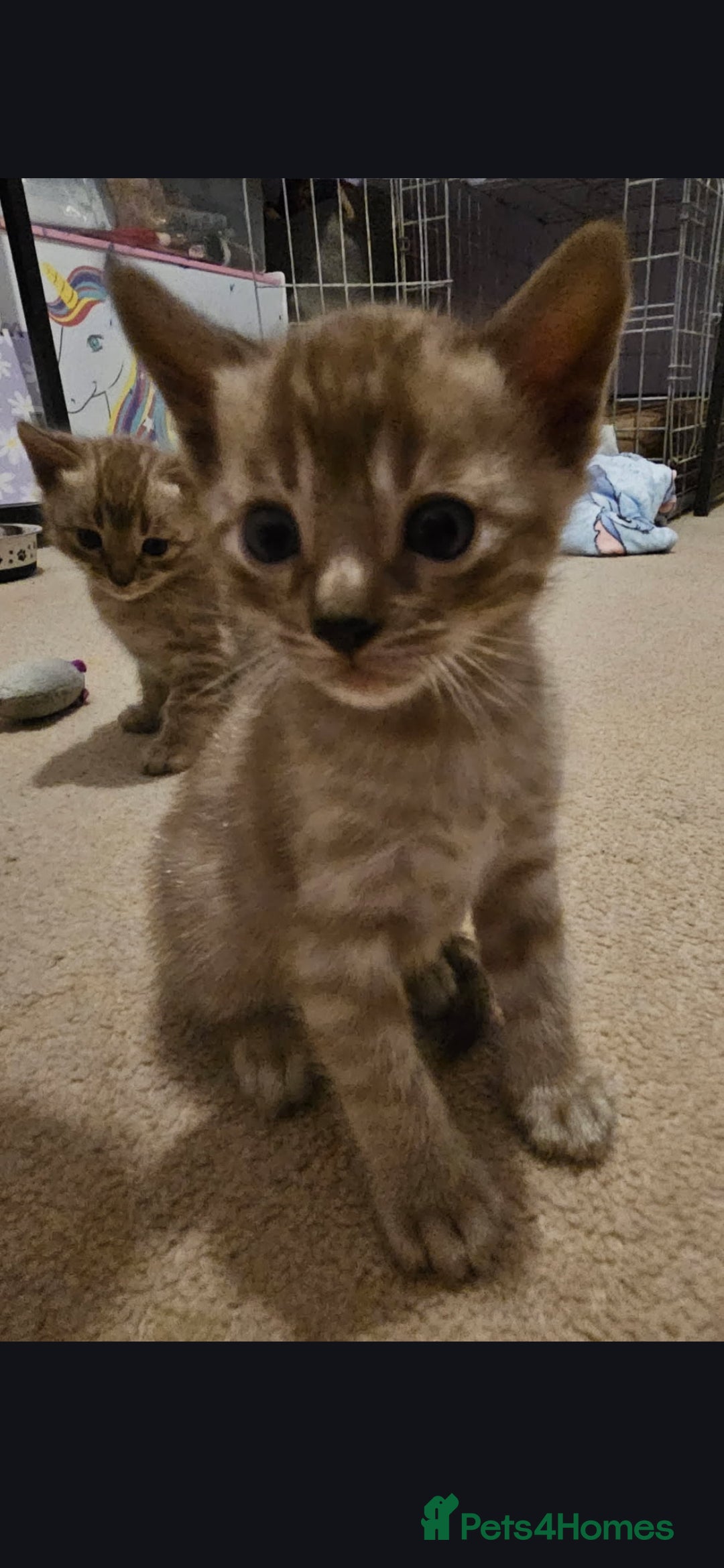 Bengal cats for sale: Bengal kittens - Advert 15