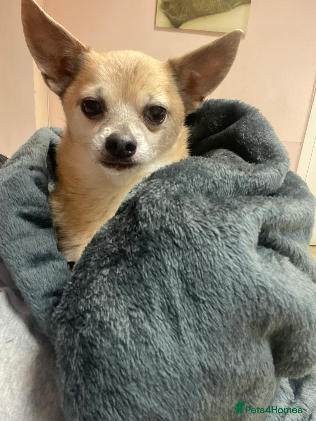 Chihuahua dogs for sale: Bailey 8 years old  - Advert 1