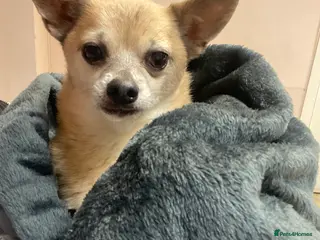 Chihuahua dogs Bailey 8 years old - Advert 13