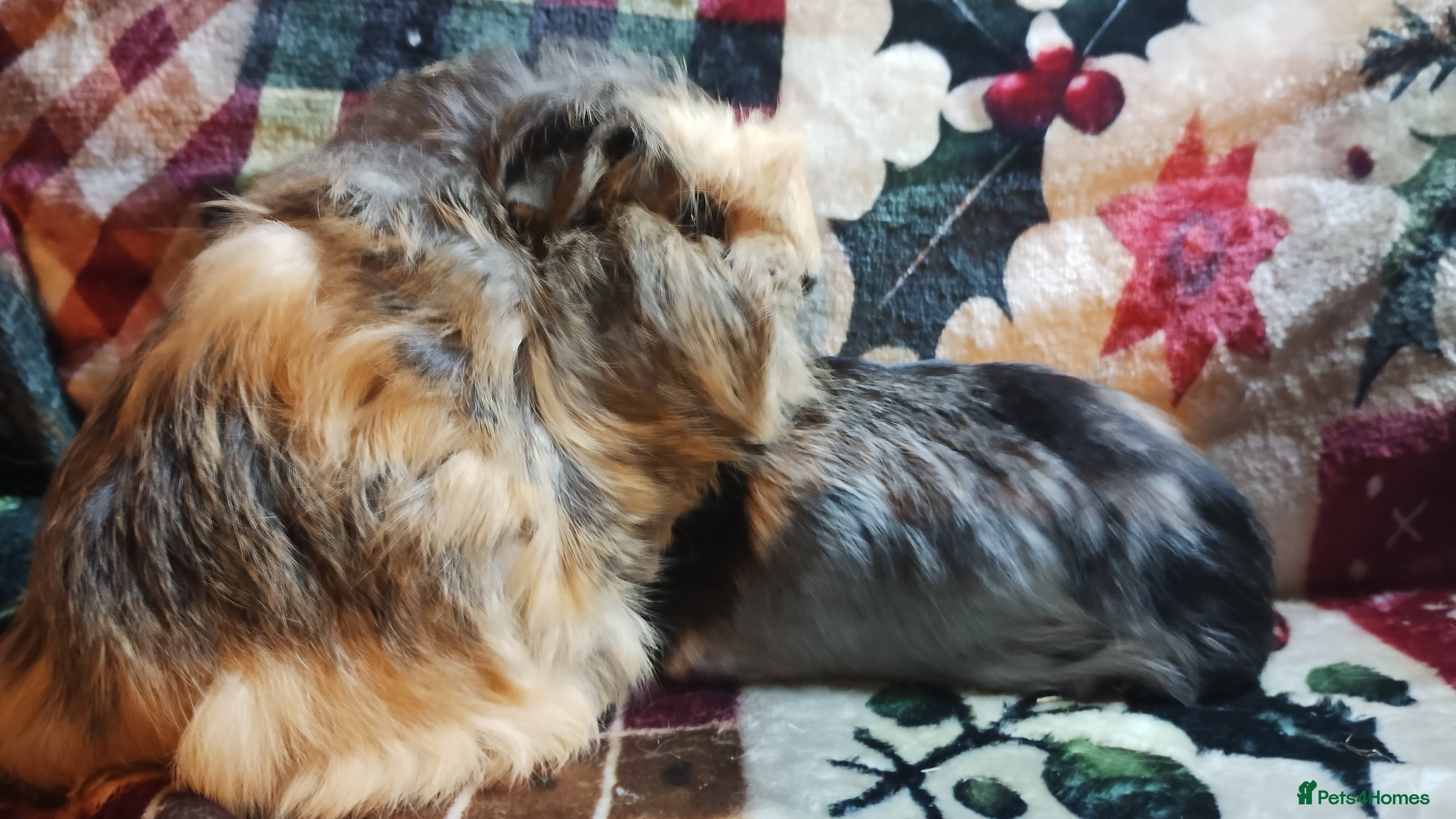 Pygmy Hedgehog rodents Pair of girl guinea pigs  - Advert 2