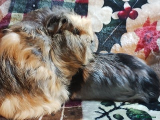 Pygmy Hedgehog rodents Pair of girl guinea pigs - Advert 14