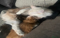 Maine Coon cats for sale: Maine coon kittens ready to leave! - Image 2