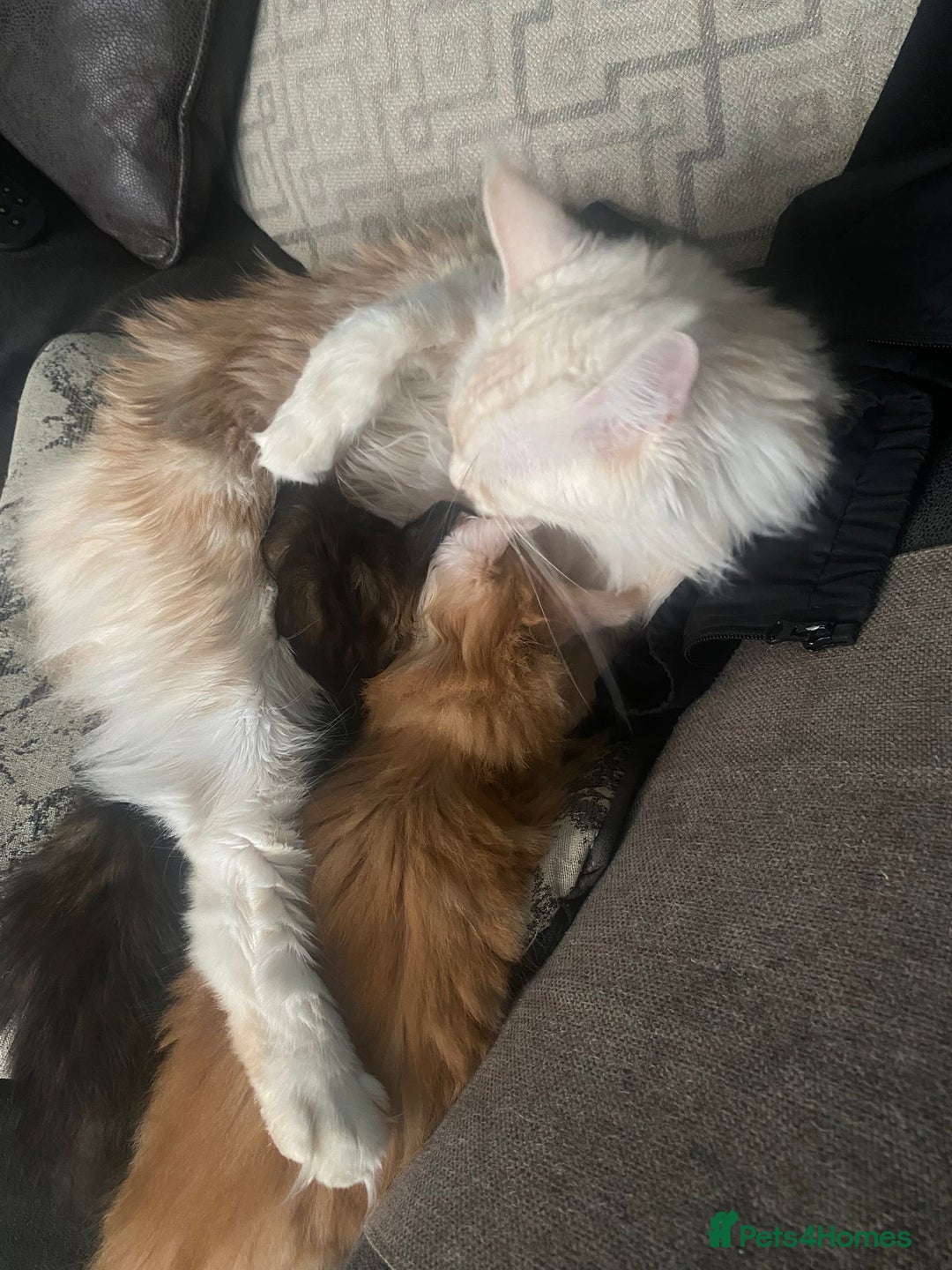 Maine Coon cats for sale: Maine coon kittens ready to leave! - Image 2