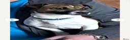 Jack Russell dogs for sale: Min jack Russell - Advert 6