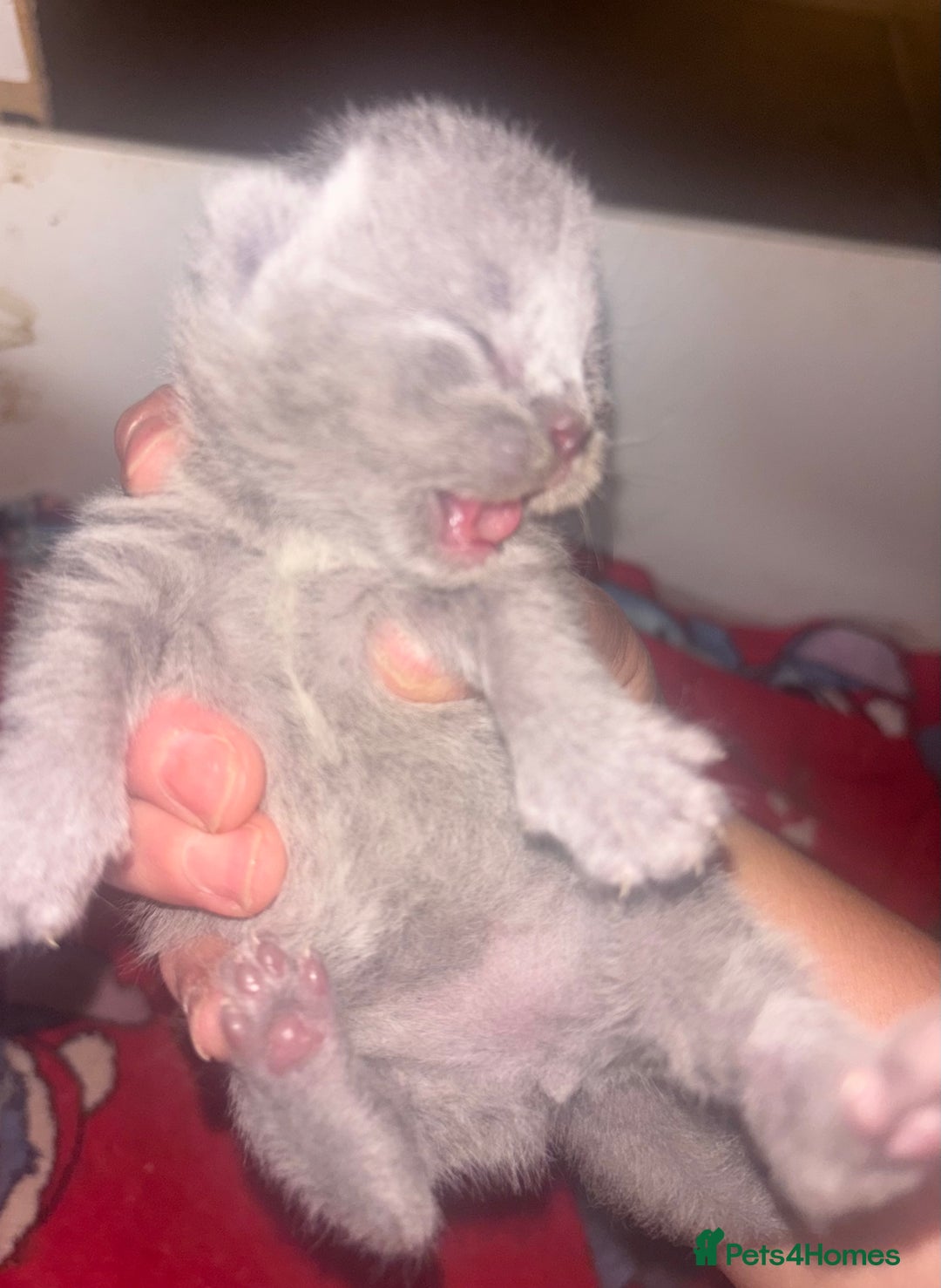 British Shorthair cats for stud: British shorthair proven stud - Advert 11