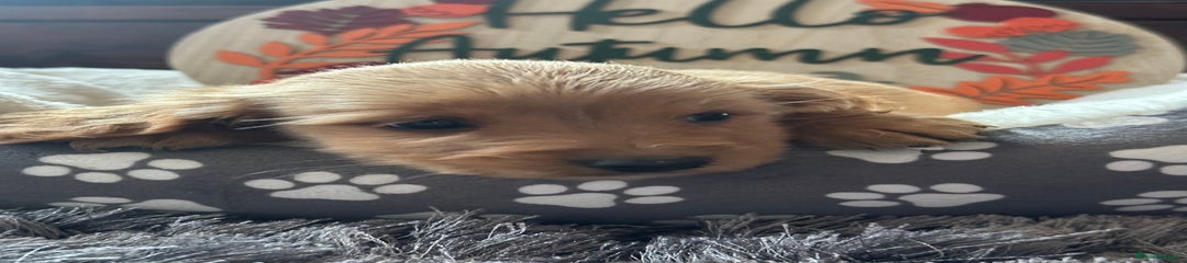 Cockapoo Puppy 7