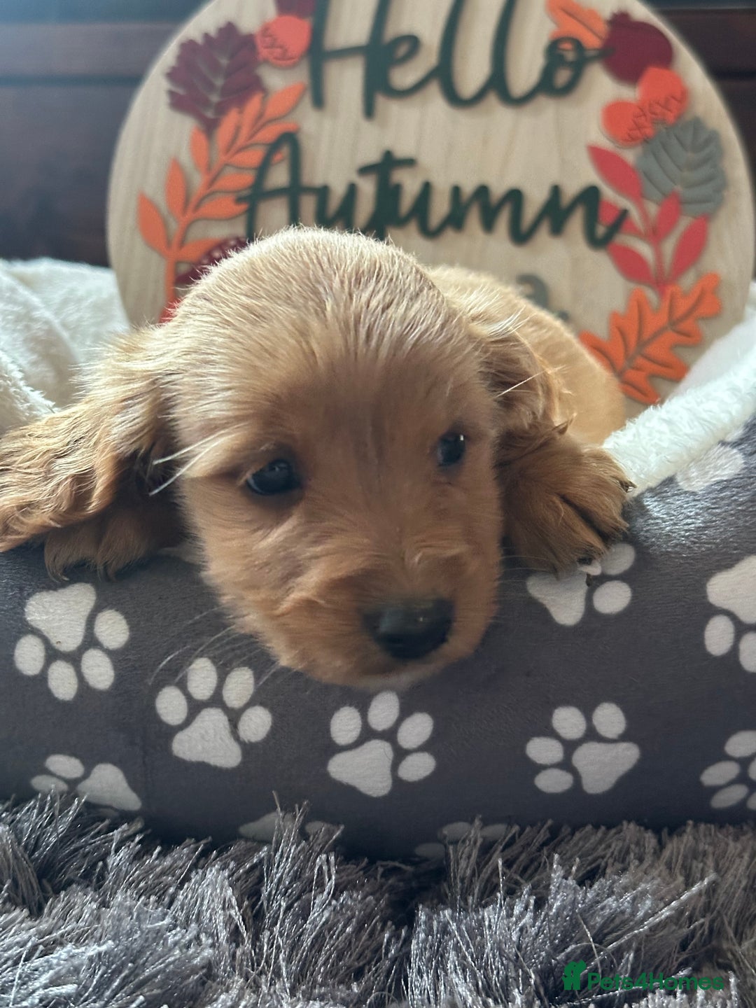 Cockapoo dogs for sale: F3 Cockapoo puppies. Prices do vary.  - Image 13
