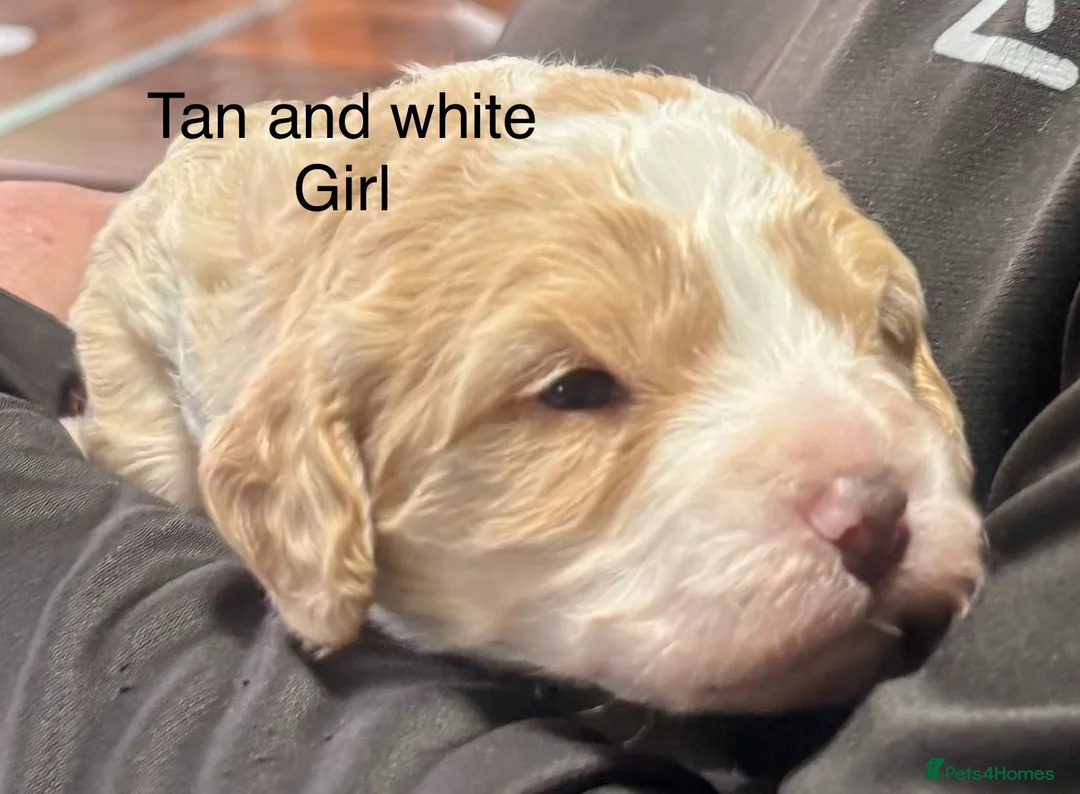 Cockapoo dogs for sale: Cockerpoo puppies  - Advert 16