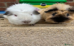 Guinea Pig rodents for sale: Funky guinea pigs  - Image 2