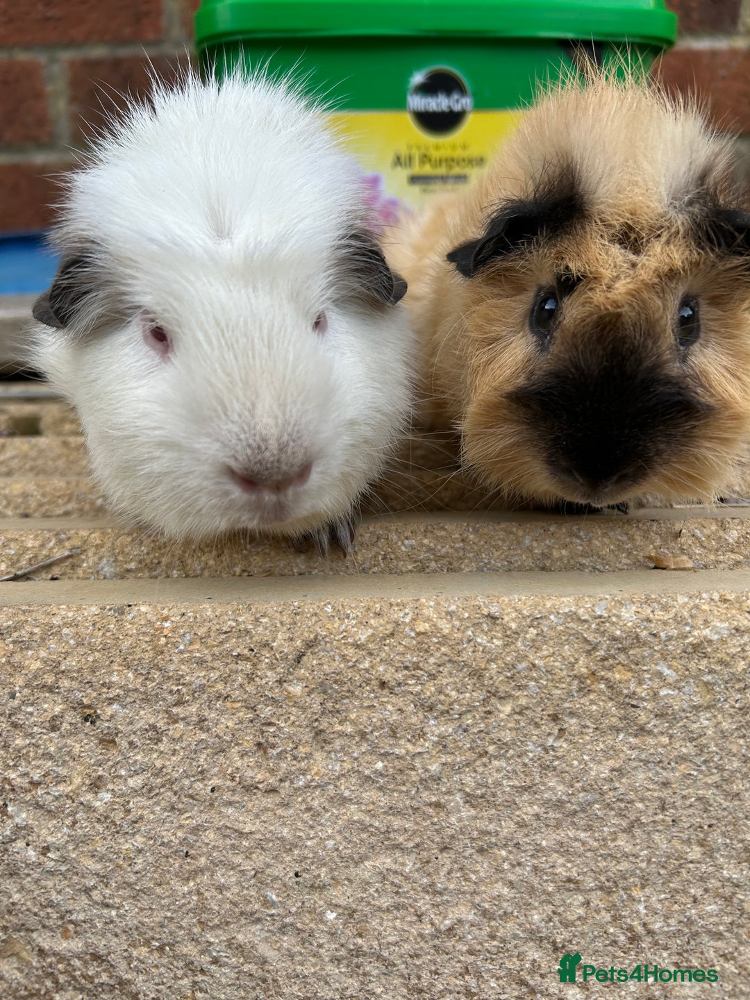 Guinea Pig rodents for sale: Funky guinea pigs  - Image 2