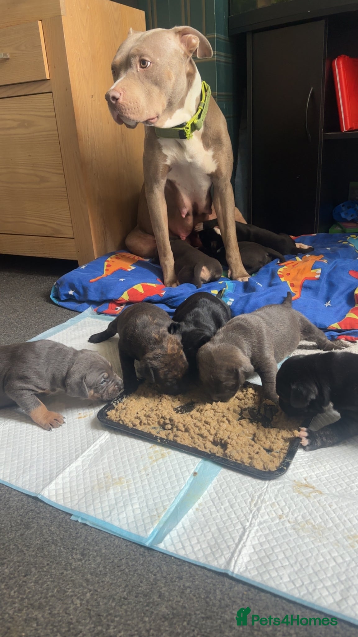 Mixed Breed dogs American bull cross puppies  - Advert 3