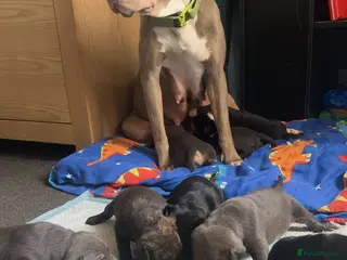 Mixed Breed dogs American bull cross puppies - Advert 3