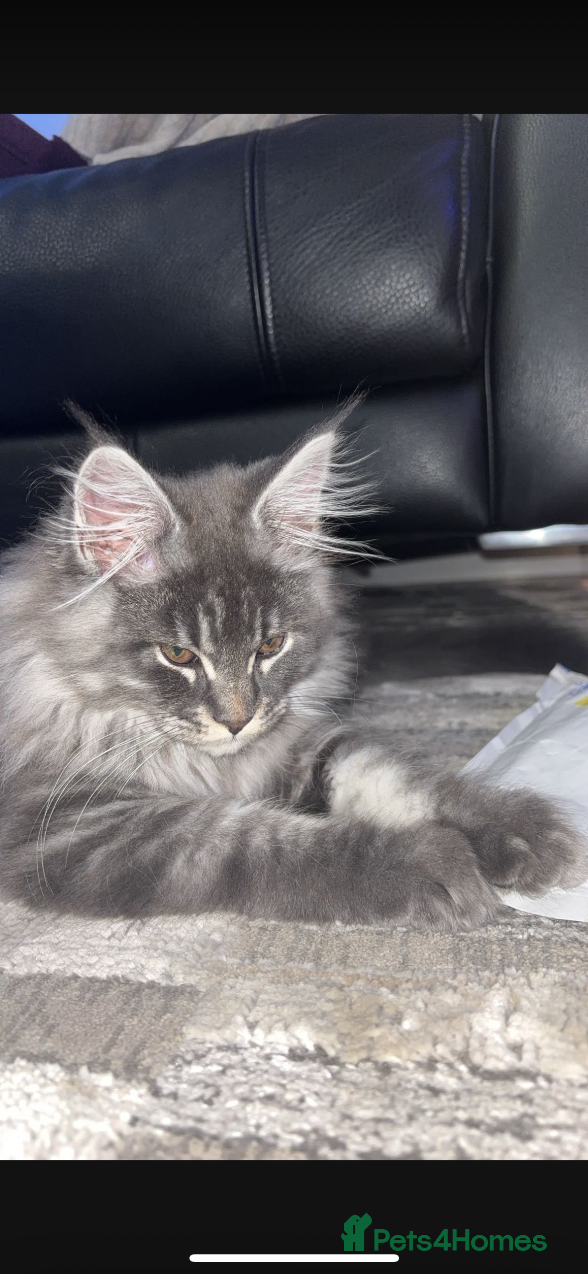 Maine Coon cats Main coon - Advert 7