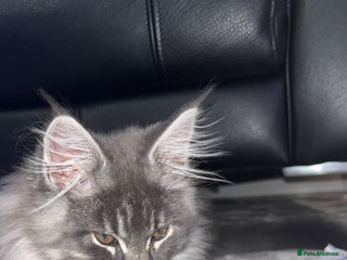 Maine Coon cats Main coon - Advert 2