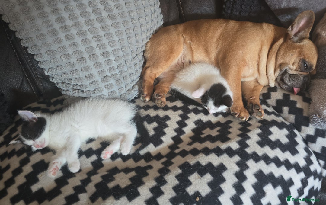 Mixed Breed cats for sale: Domestic short hair x Ragdoll - Image 14
