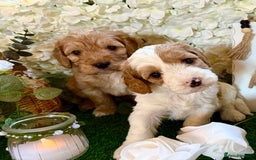 Cockapoo dogs for sale: Gorgeous Cockapoo puppies - Advert 1