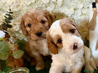 Cockapoo dogs for sale: Gorgeous Cockapoo puppies - Advert 1