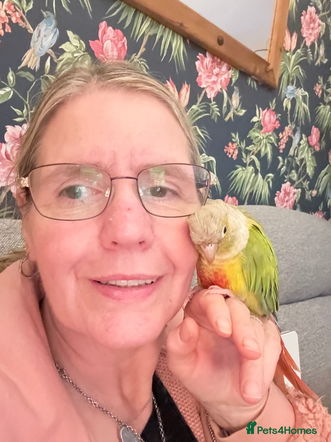 Cockatiels birds for sale: Cockatiels all tame and 1 tame conure  - Advert 19