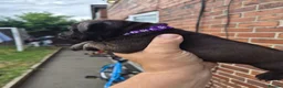 Staffordshire Bull Terrier dogs for sale: Staffordshire bull terrier pups in Leeds - Advert 39