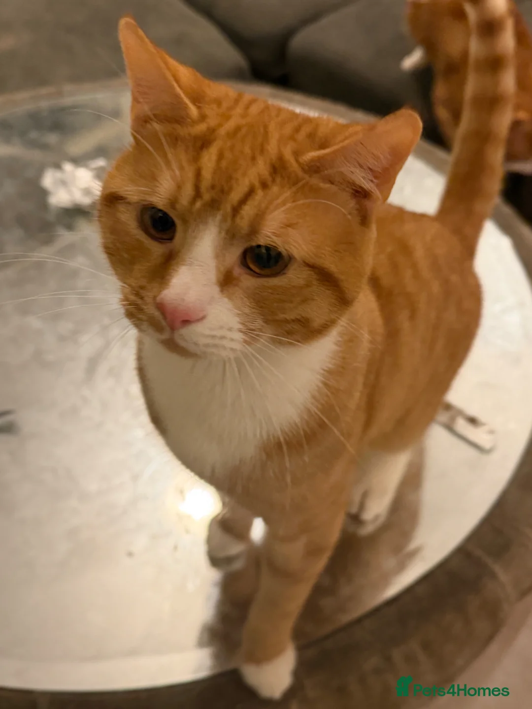 Mixed Breed cats for sale: Two 9 Month-Old Ginger & White Cats for Sale 🐾 in London - Advert 3