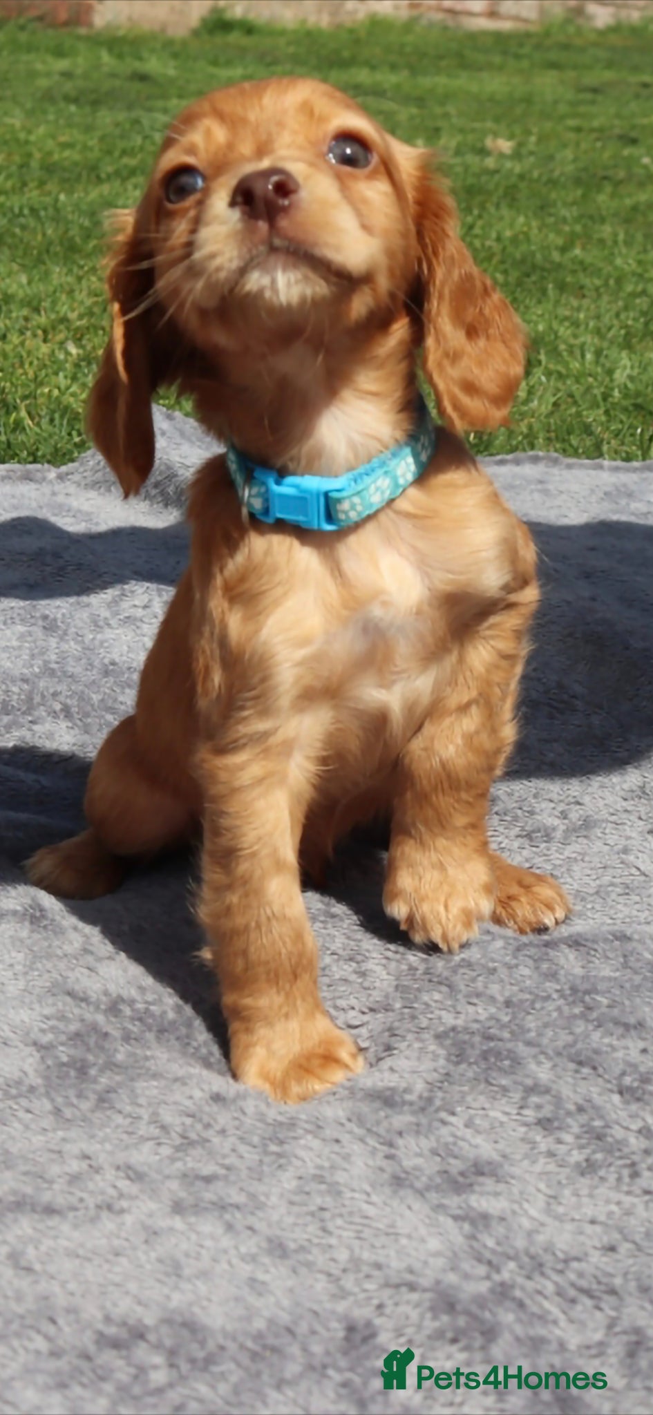Cocker Spaniel dogs Stunning fox red working cocker spaniels  - Advert 1