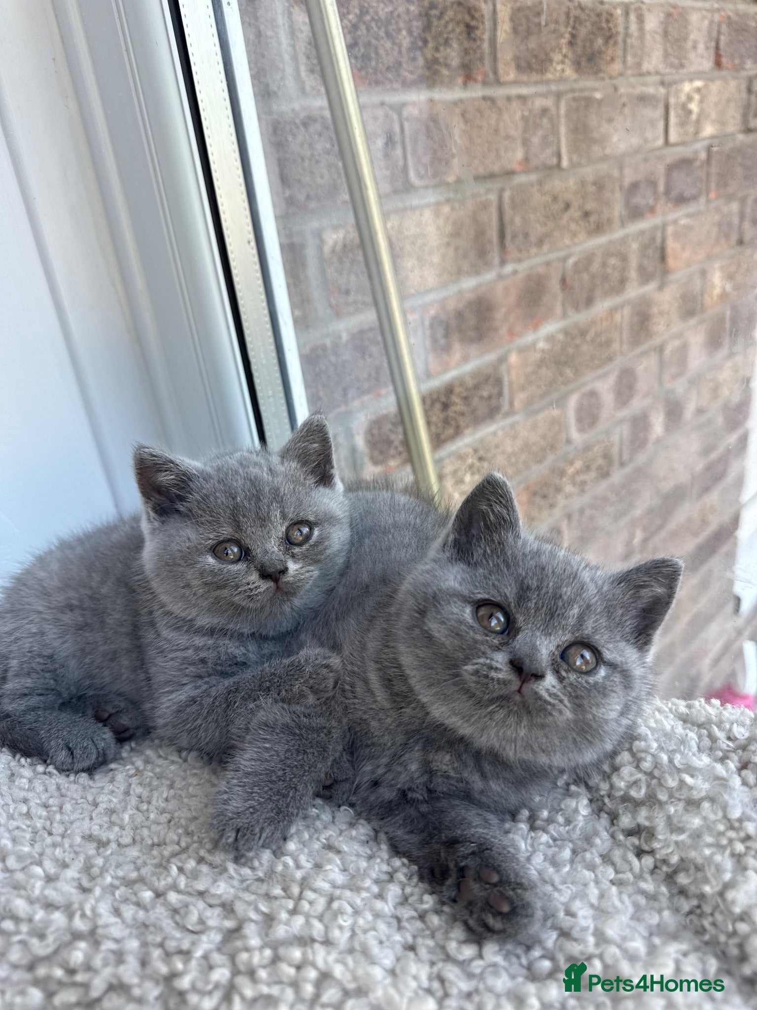 British Shorthair cats GCCF Pedigree British Shorthair Kittens -blue/grey - Advert 1
