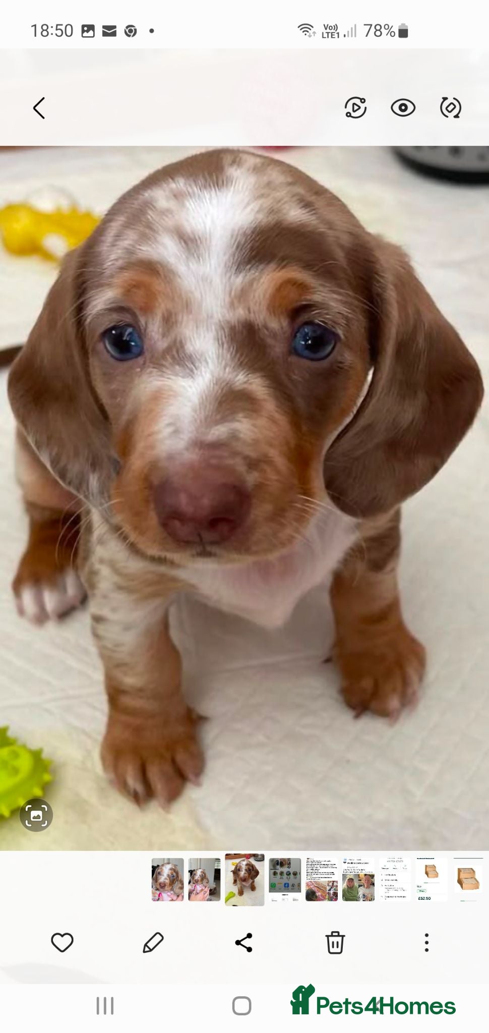 Dachshund dogs Miniature Dacshund  - Advert 11
