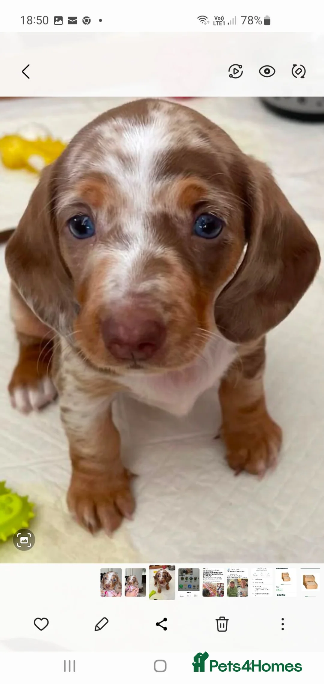 Dachshund dogs for sale: Miniature Dacshund  - Advert 1