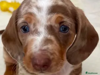 Dachshund dogs Miniature Dacshund - Advert 11