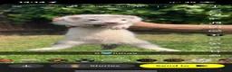 Ferret rodents for sale: Ferret kits in Maidstone - Advert 13