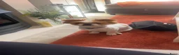 Chihuahua dogs for sale: Red doggy - Advert 1