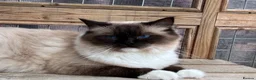 Ragdoll cats for sale: Gccf registered ragdolls - Advert 8