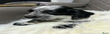 Cocker Spaniel Puppy 3