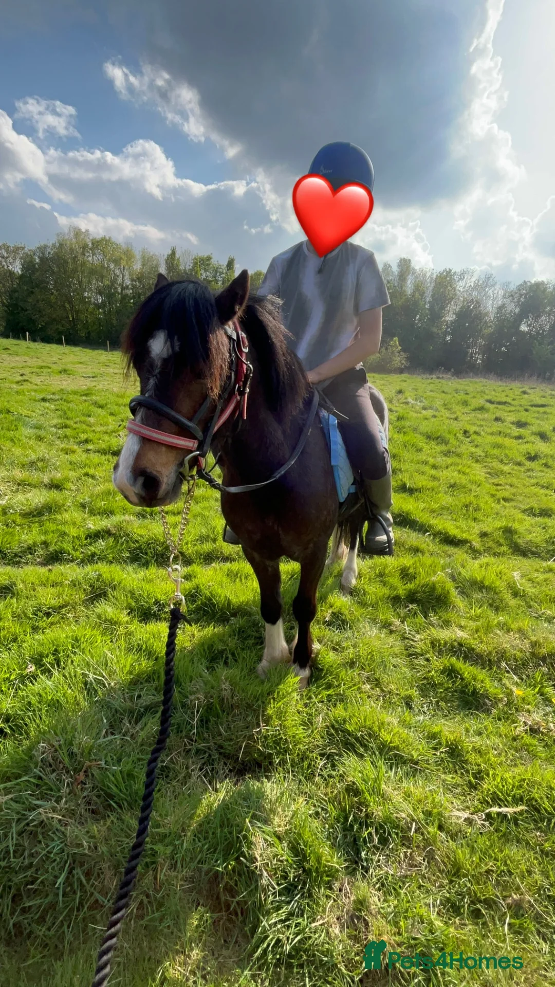 Welsh Section A horses for sale: 11.2 Welsh A  in Bristol - Advert 2