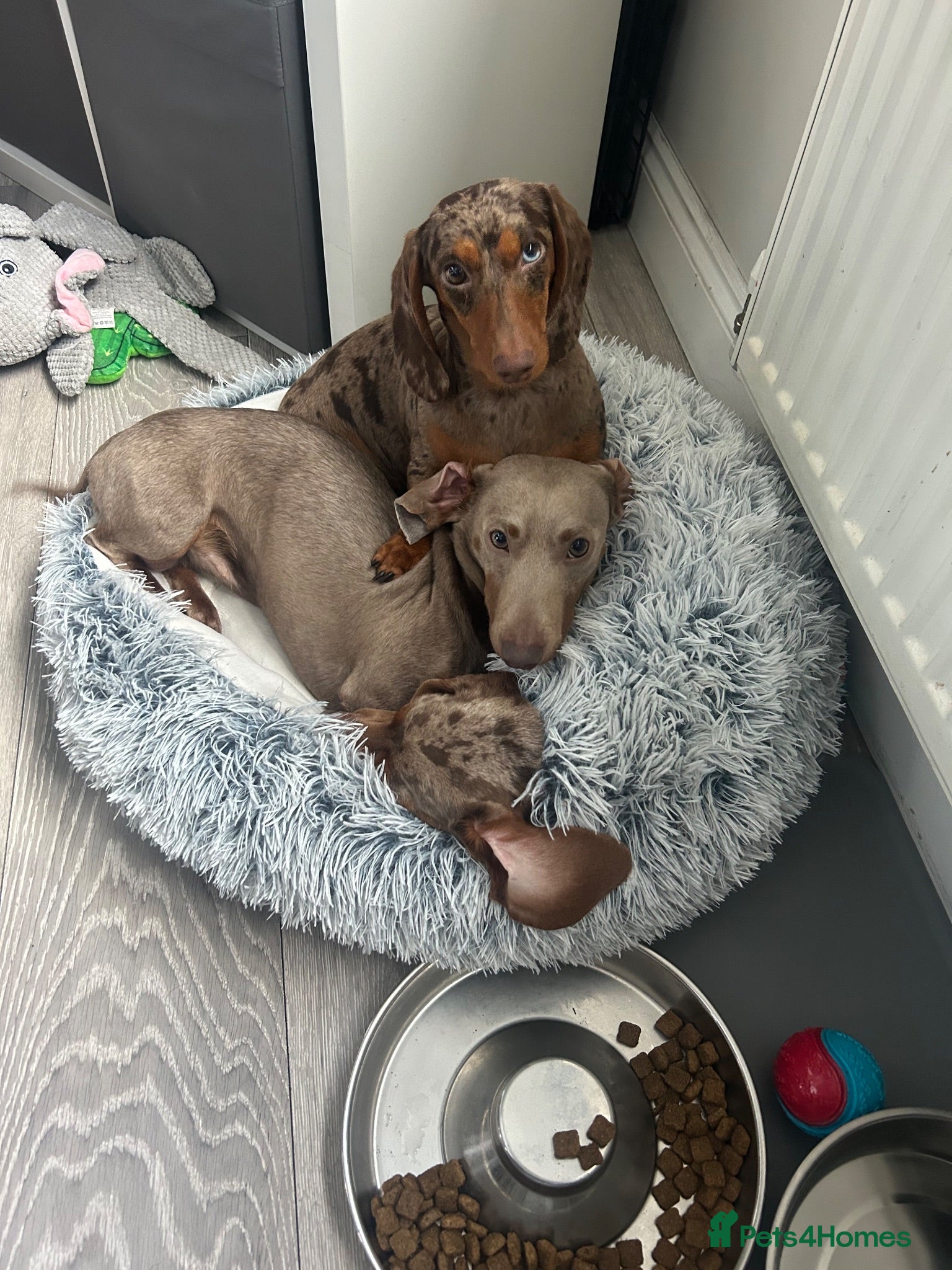 Miniature Dachshund dogs Rolo  - Advert 20