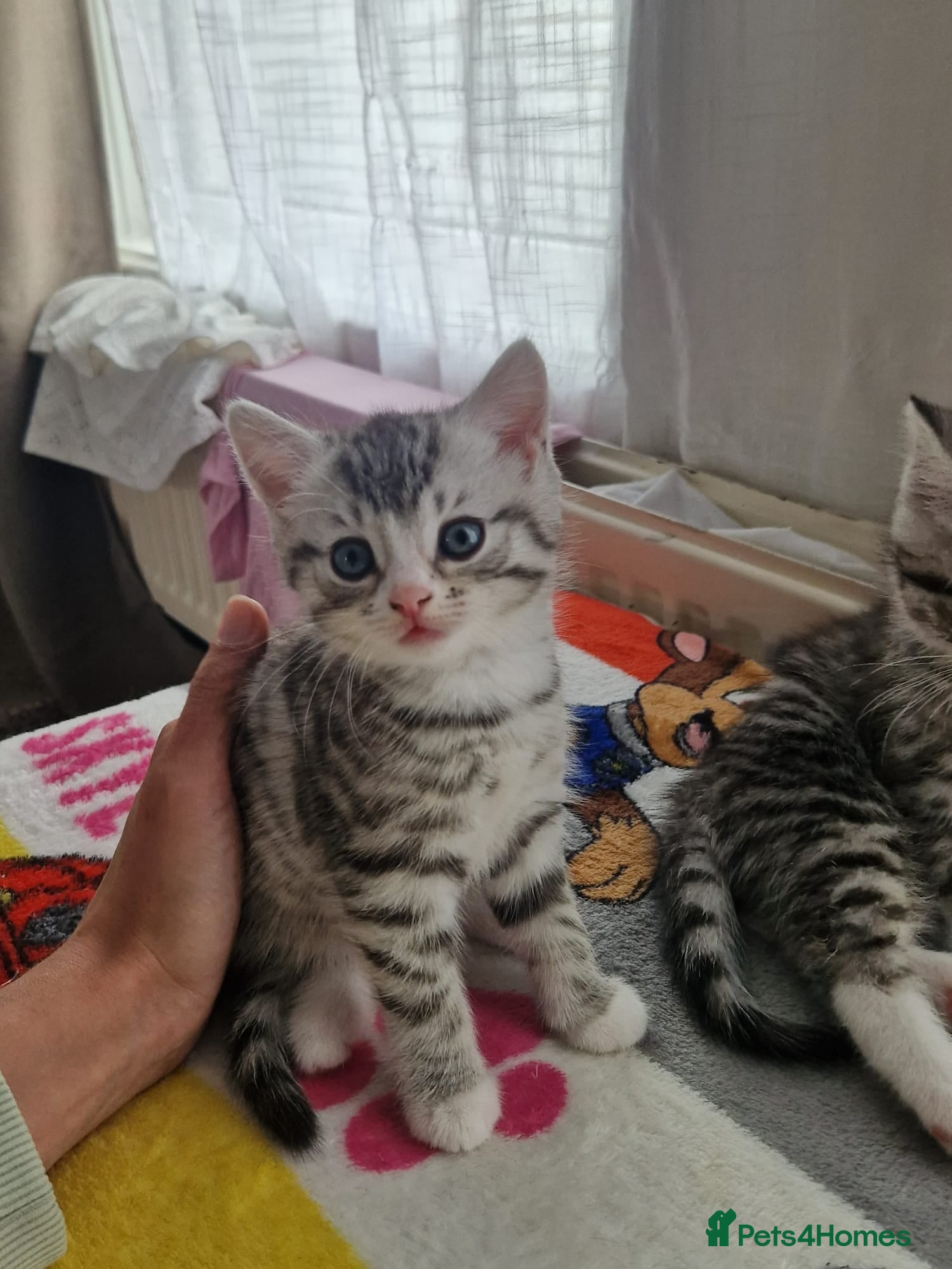 Mixed Breed cats 3 beautiful kittens - Advert 16