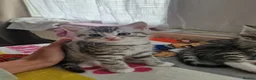 Mixed Breed cats for sale: 3 beautiful kittens in Warrington - Advert 1