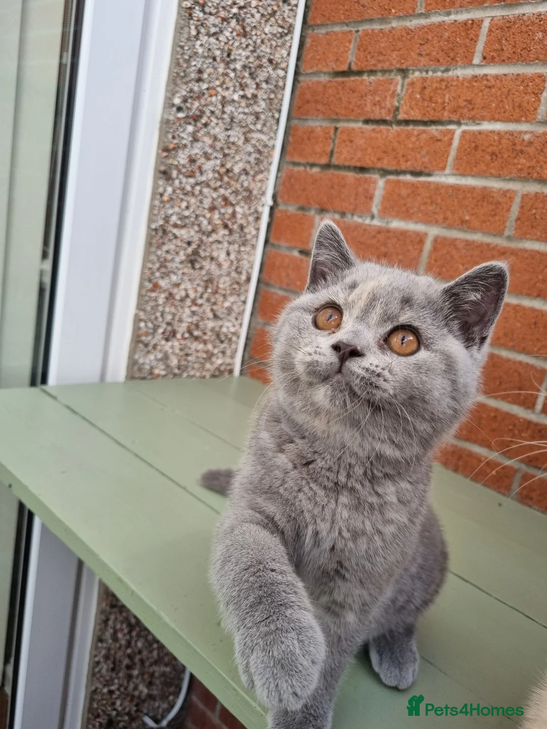 British Shorthair cats for sale: British Shorthair boy and girl.  - Advert 13