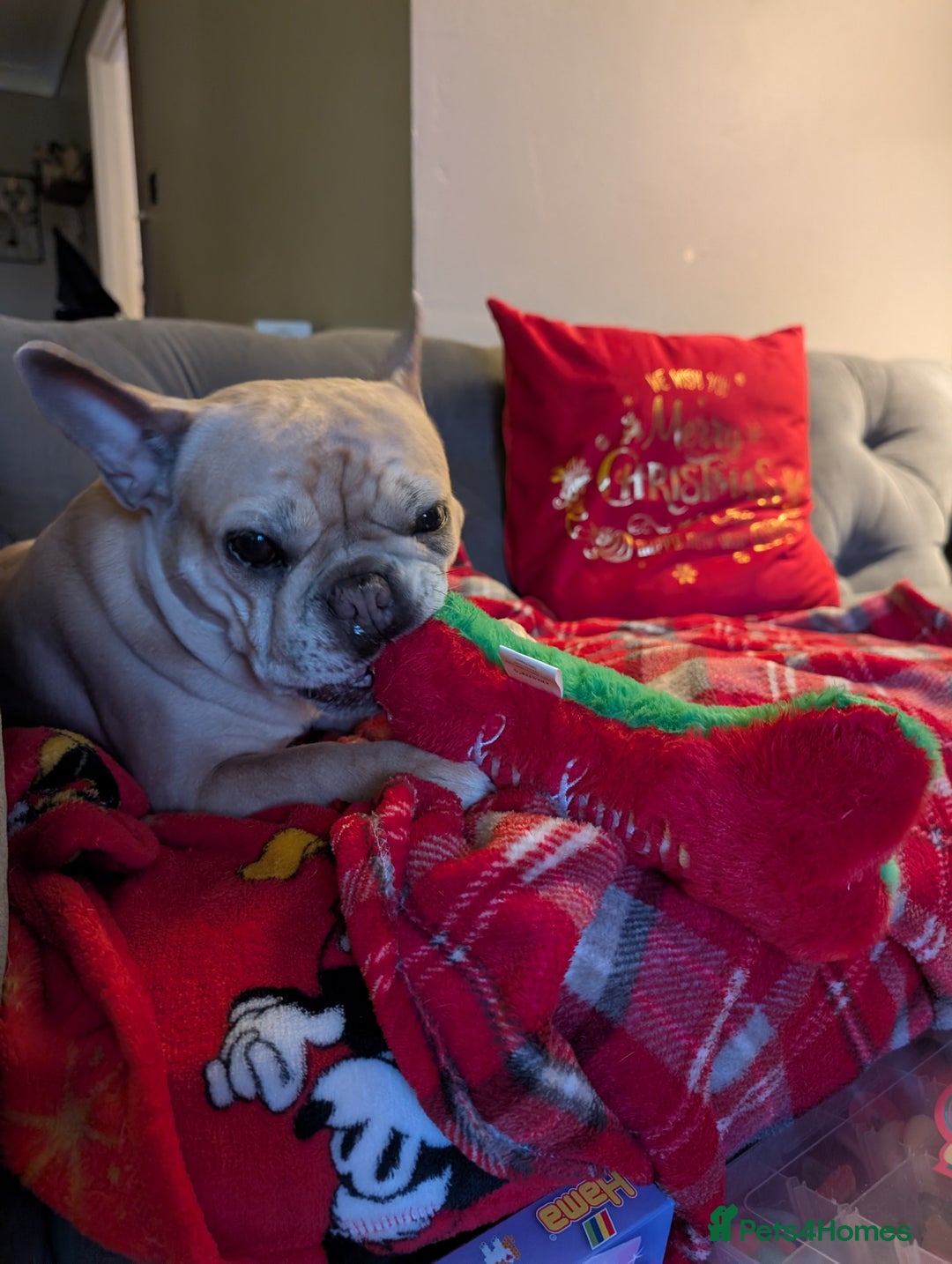 French Bulldog dogs for sale: Luna - French Bulldog  - Advert 2