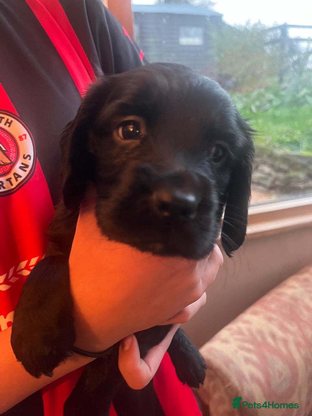 Cocker Spaniel dogs for sale: Working Cocker Spaniels  - Image 16