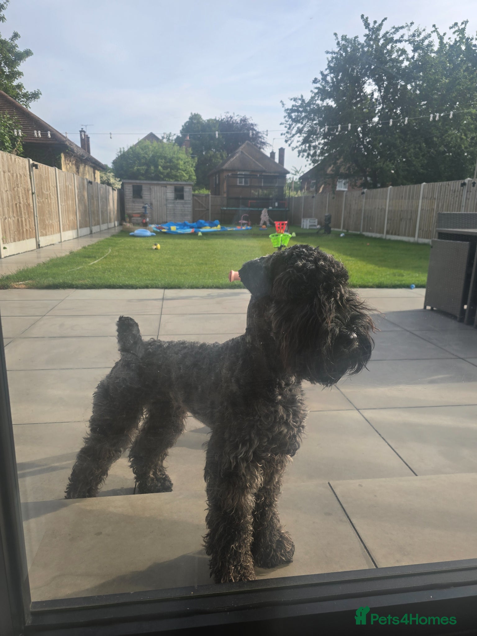 Kerry Blue Terrier dogs Blue kerry Mbuemo - Advert 2